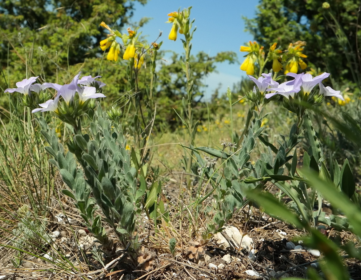 Изображение особи Linum lanuginosum.