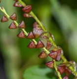 genus Stelis