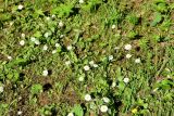 Bellis perennis. Цветущие растения. Санкт-Петербург, Петродворцовый р-н, г. Ломоносов, Верхний парк, близ Меньшиковского дворца, лес. 18.06.2021.