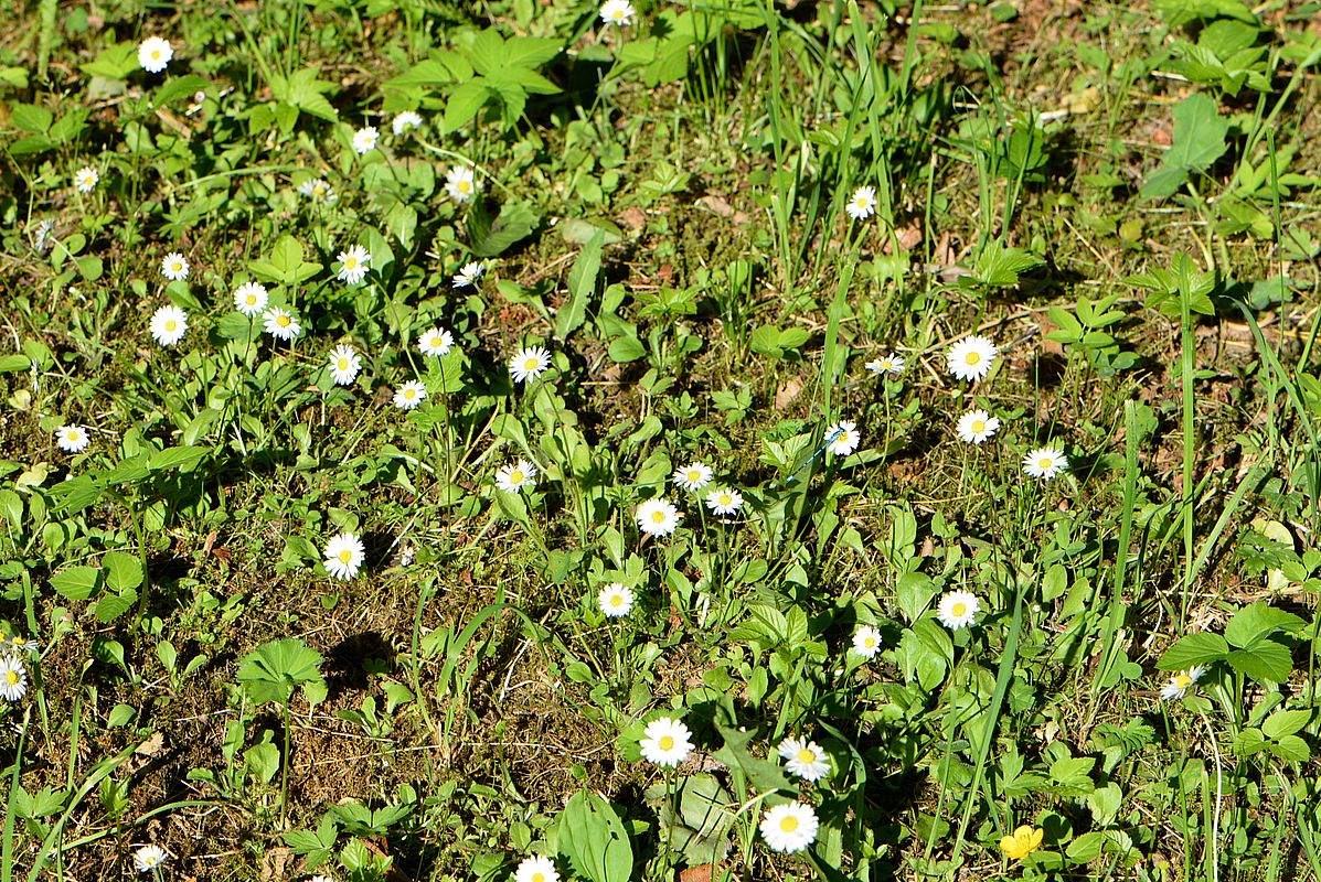 Image of Bellis perennis specimen.