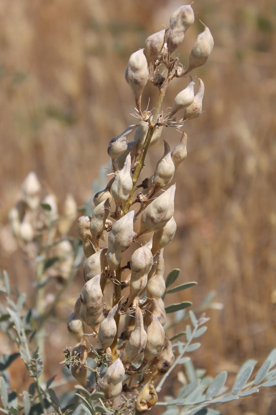 Изображение особи Goebelia pachycarpa.