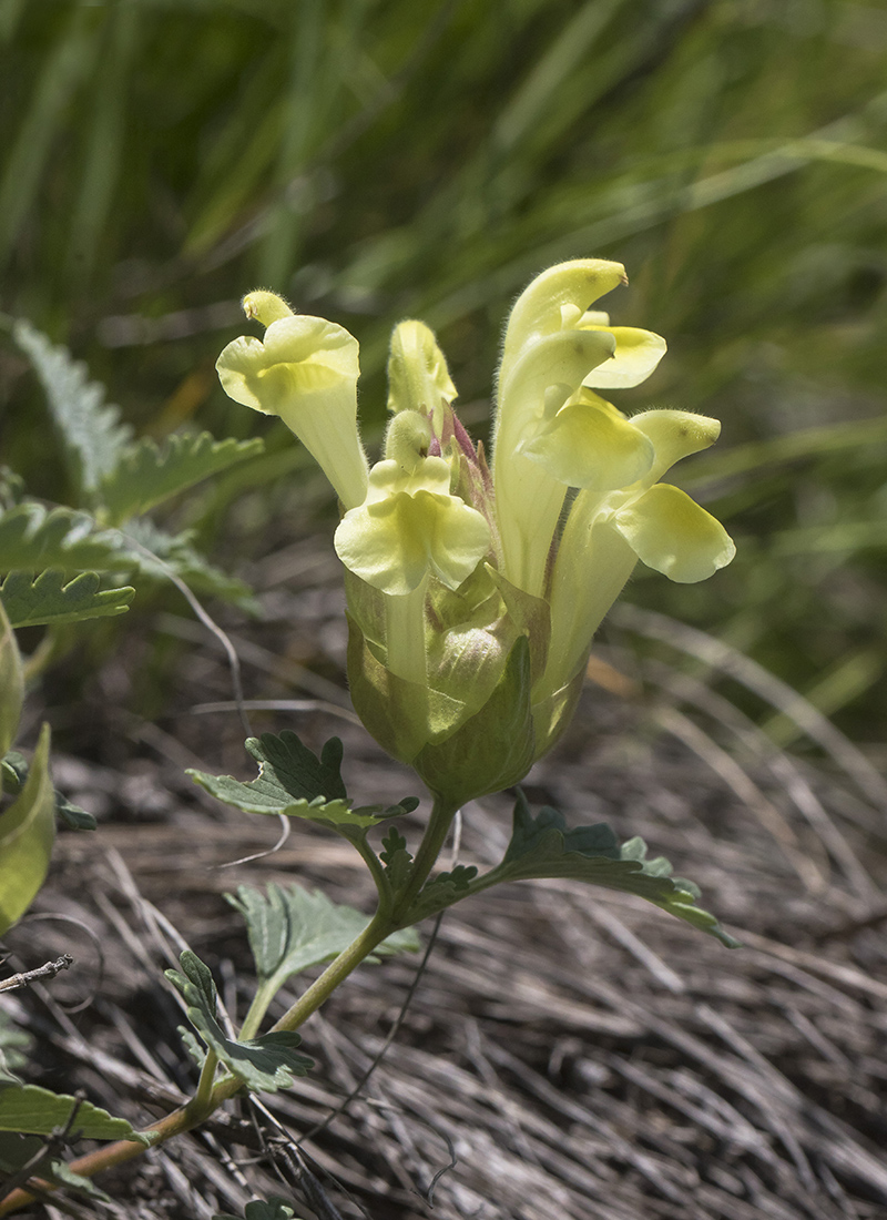 Image of genus Scutellaria specimen.