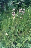 Phlomoides tuberosa