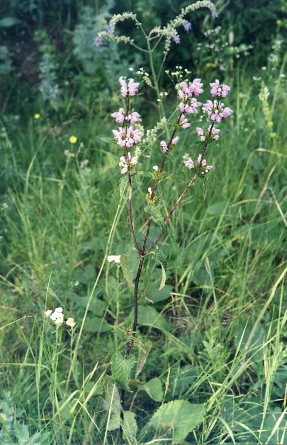 Image of Phlomoides tuberosa specimen.