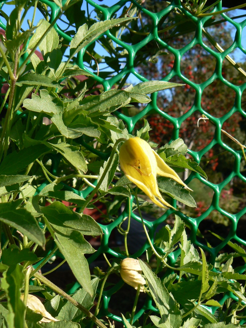 Изображение особи Clematis tangutica.