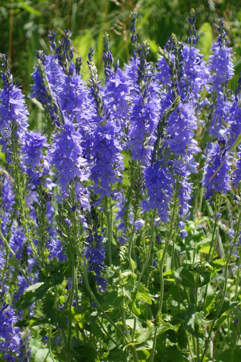 Image of Veronica teucrium specimen.