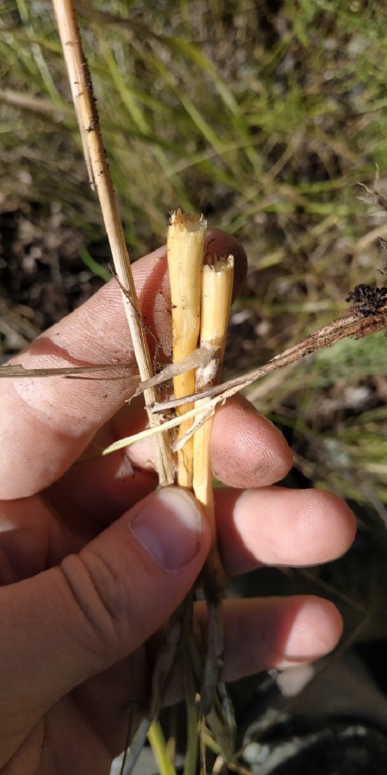 Image of genus Allium specimen.