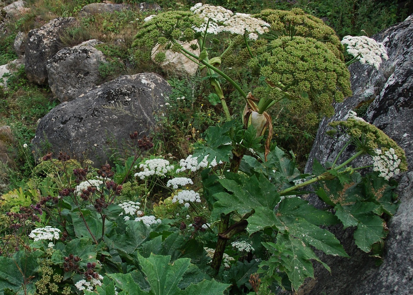 Image of Heracleum trachyloma specimen.