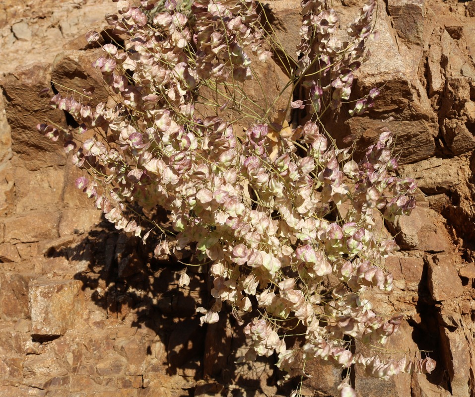 Image of familia Brassicaceae specimen.