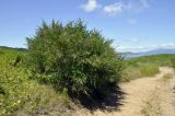 Lespedeza bicolor. Цветущее растение. Приморский край, ЗАТО Фокино, окр. пос. Путятин; о-в Путятина, восточное побережье, кромка приморского луга. 20.07.2021.