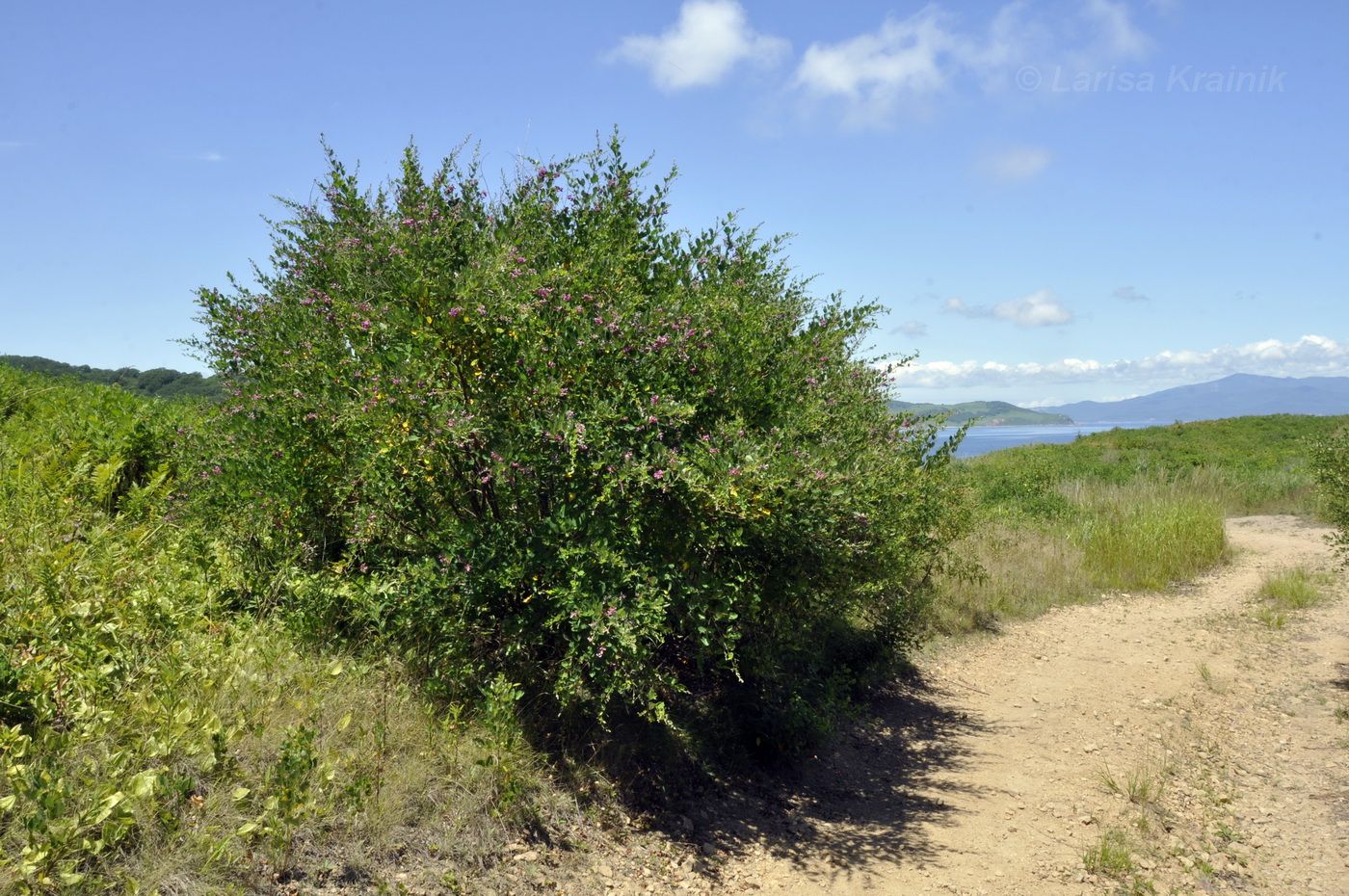 Image of Lespedeza bicolor specimen.