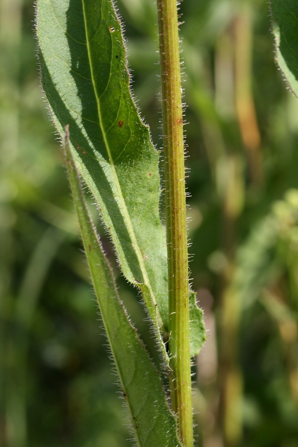 Image of Picris hieracioides specimen.