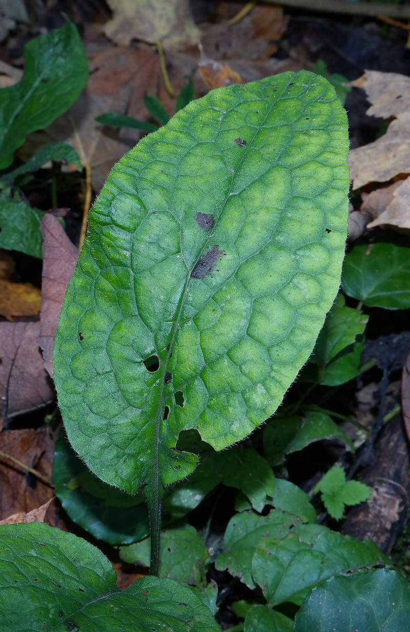 Изображение особи Trachystemon orientalis.