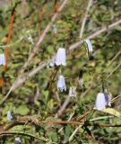 Adenophora lamarckii. Соцветия. Республика Алтай, Усть-Коксинский р-н, левый берег р. Катунь около руч. Чеба, лиственный перелесок. 31.07.2020.