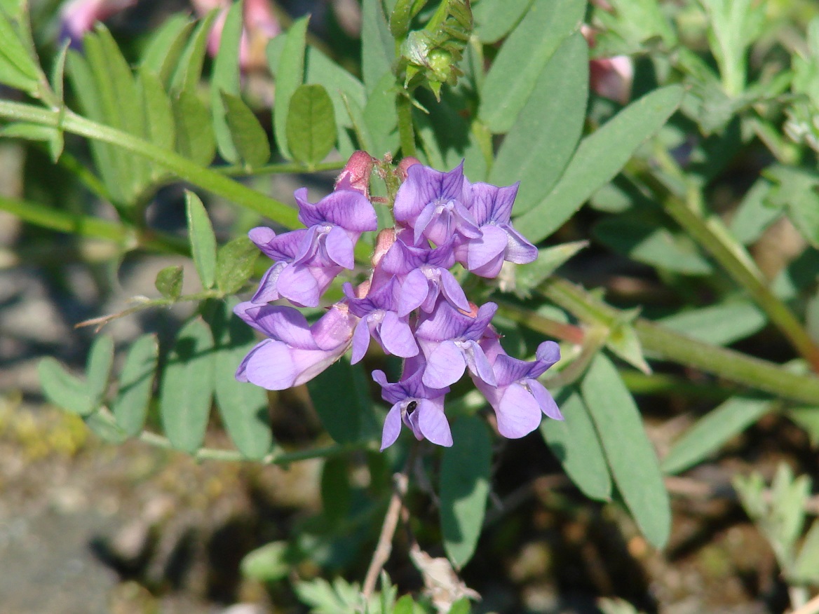 Image of genus Vicia specimen.