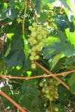 Vitis vinifera. Ветви с листьями и плодами. Узбекистан, хребет Нуратау, Нуратинский заповедник, урочище Хаятсай, около 1200 м н.у.м., подножие каменистого склона. 02.08.2006.
