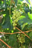 Vitis vinifera