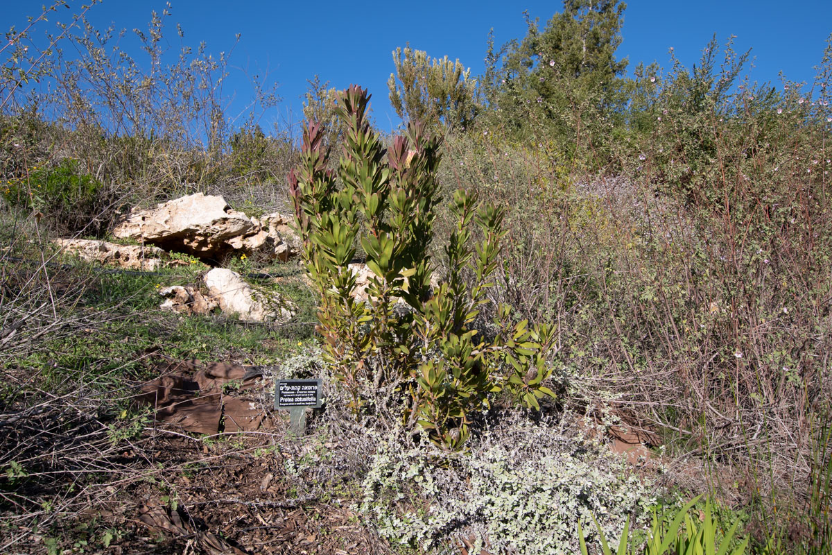 Image of Protea obtusifolia specimen.