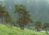 Pinus sylvestris subspecies hamata. Взрослые деревья. Северная Осетия, гор. округ Владикавказ, окр. с. Ниж. Ларс, гора Час. 20.06.2021.