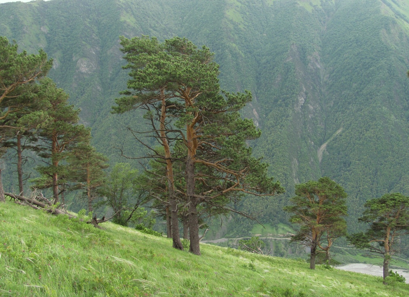 Image of Pinus sylvestris ssp. hamata specimen.