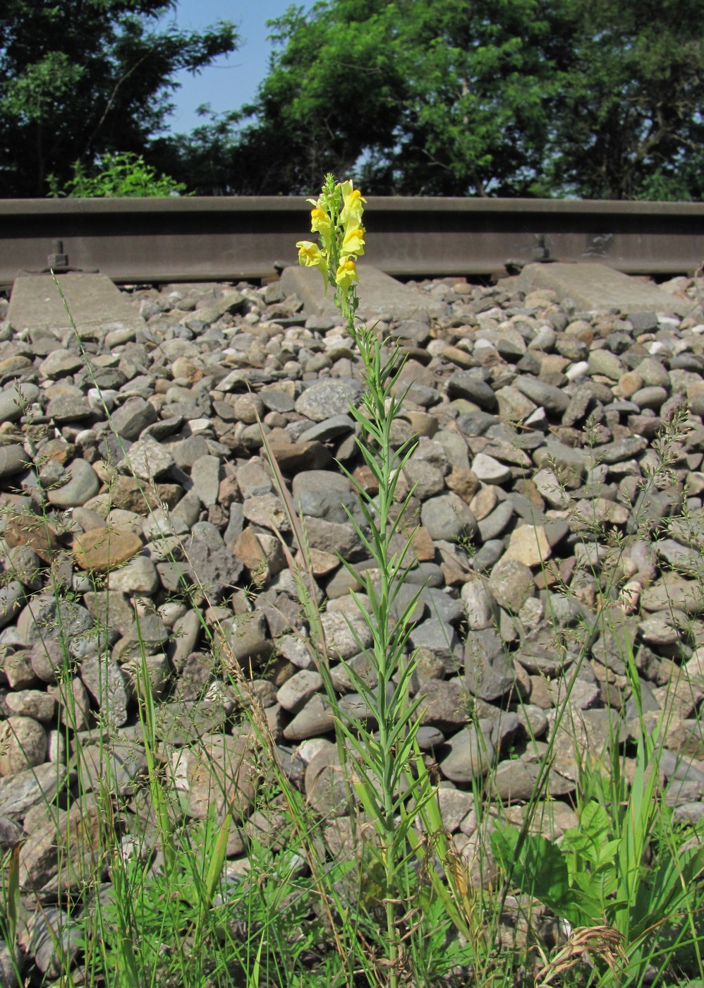 Image of Linaria incompleta specimen.