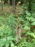 Astilbe chinensis. Расцветающее соцветие. Хабаровский край, Хабаровский р-н, окр. ст. Хехцир, лиственный лес. 15.07.2016.