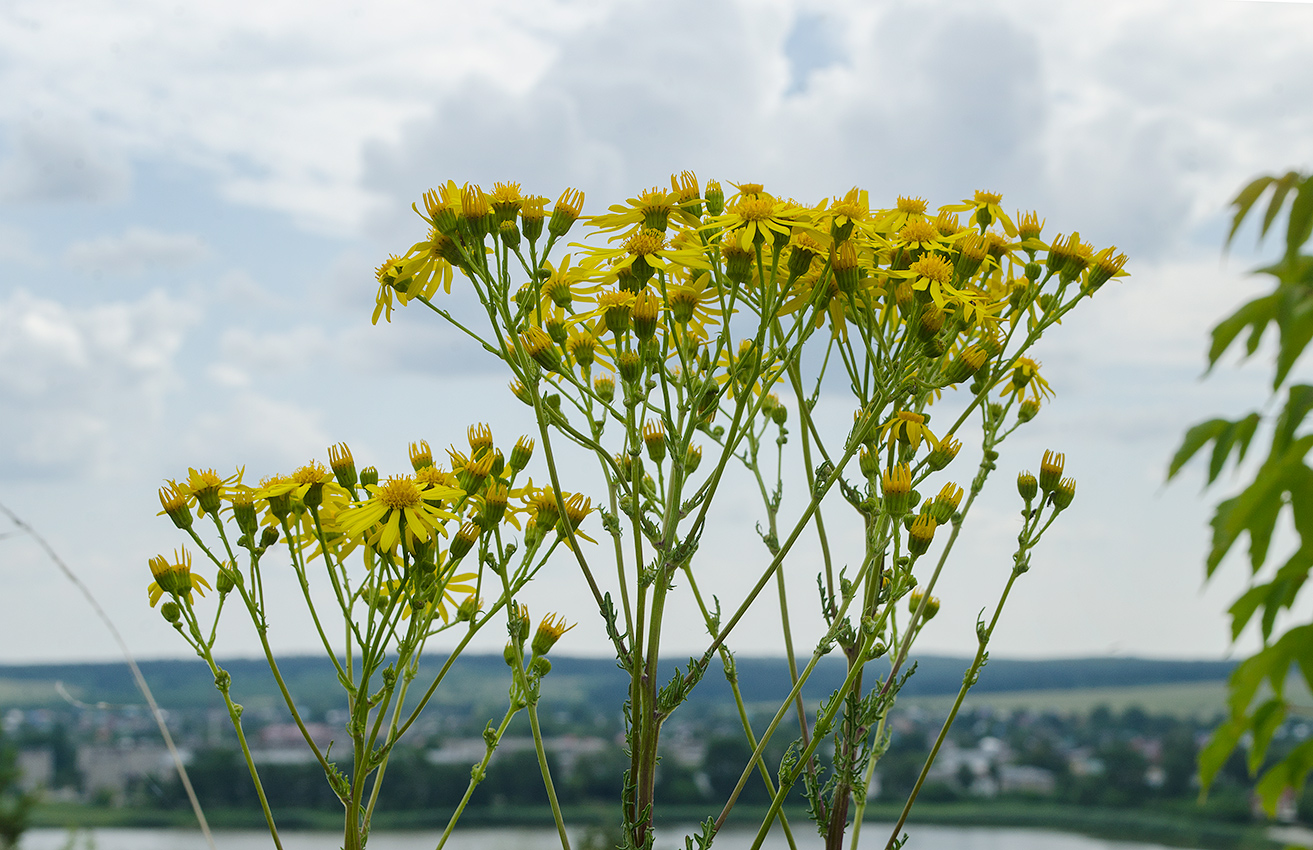 Изображение особи Senecio jacobaea.