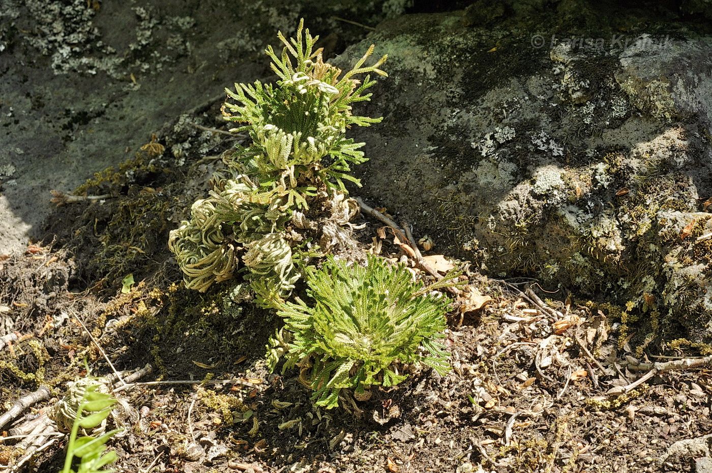 Изображение особи Selaginella tamariscina.