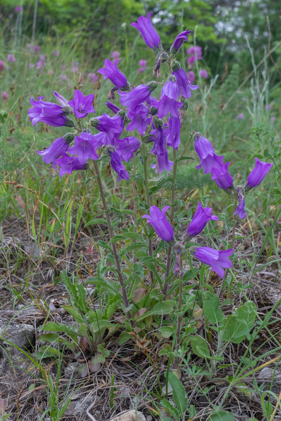 Image of Campanula komarovii specimen.