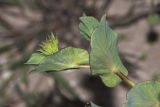 Bupleurum rotundifolium