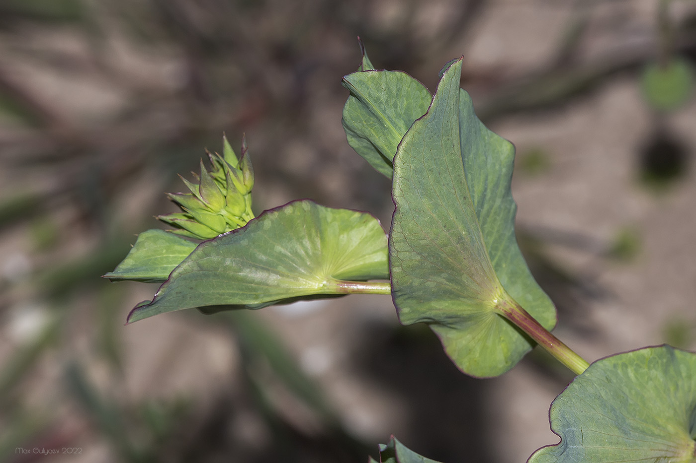 Image of Bupleurum rotundifolium specimen.