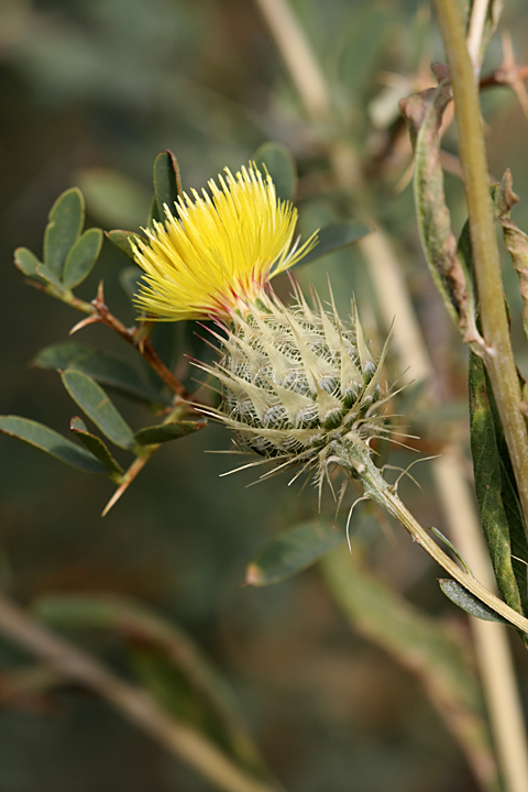 Image of Stizolophus balsamita specimen.