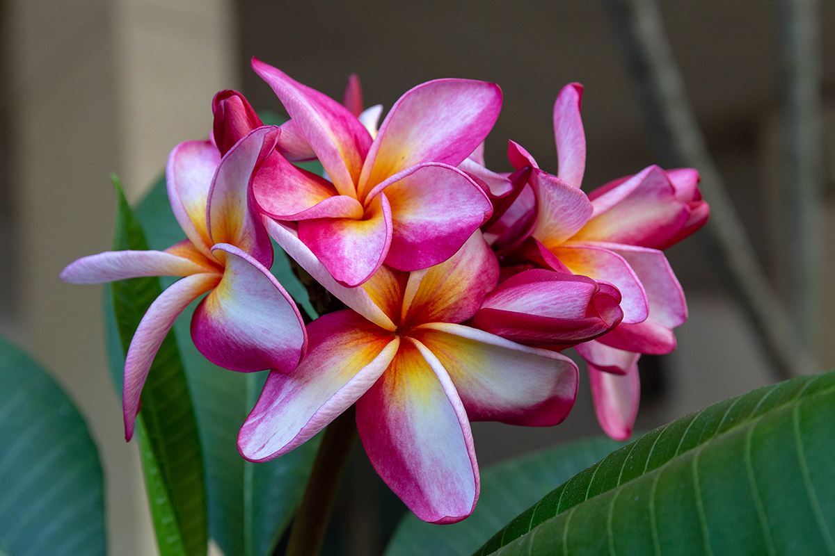 Изображение особи Plumeria rubra.