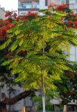 Delonix regia