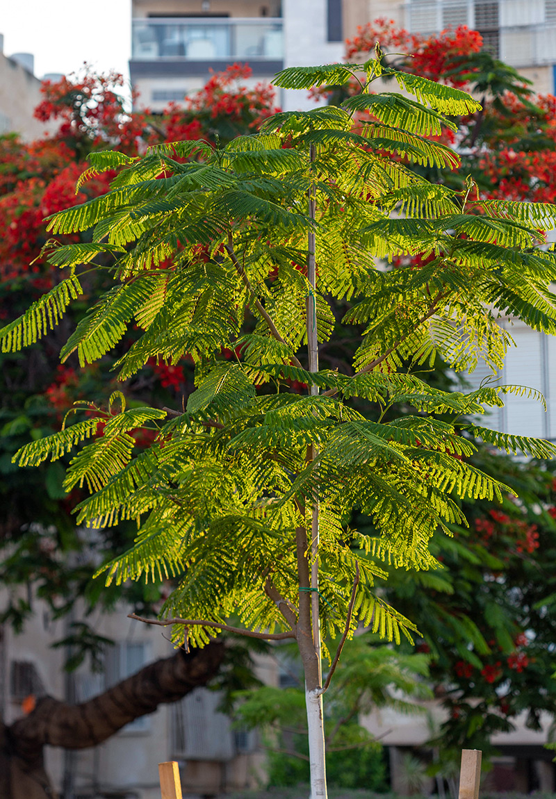 Image of Delonix regia specimen.