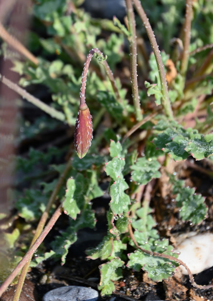 Изображение особи Glaucium squamigerum.