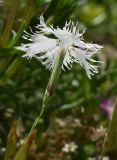 genus Dianthus. Цветок (вид со стороны чашечки). Марий Эл, г. Йошкар-Ола, мкр-н Гомзово, в культуре. 24.07.2022.