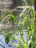 Carex pseudocyperus