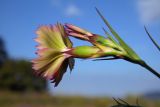 Dianthus caucaseus