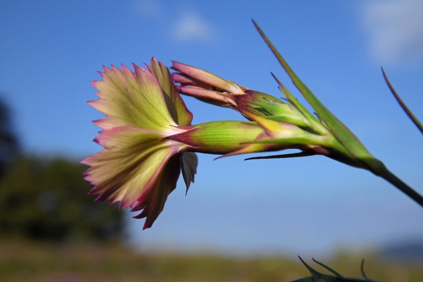 Image of Dianthus caucaseus specimen.