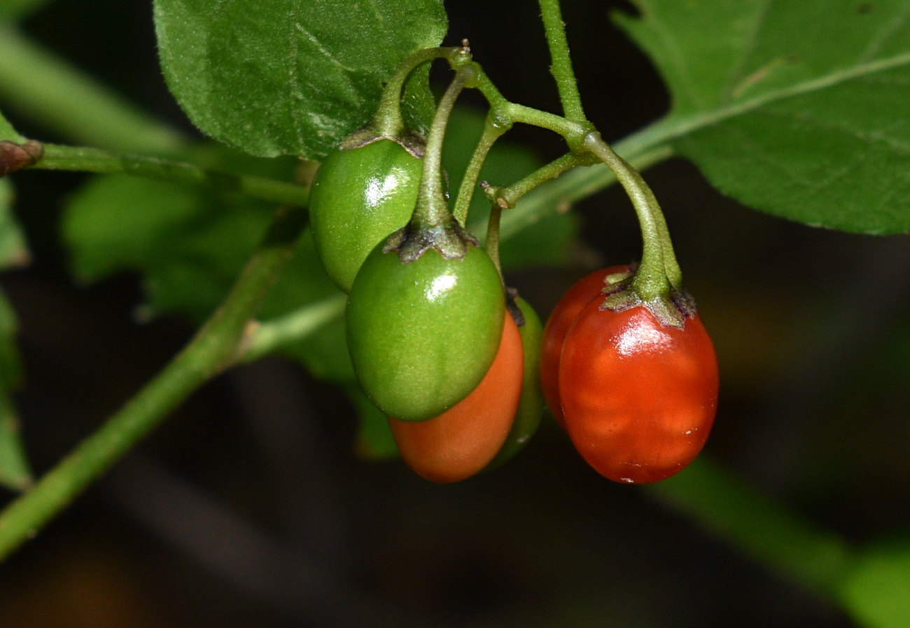 Image of Solanum dulcamara specimen.