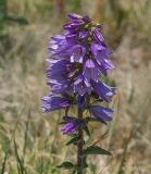 View full-size image Campanula bononiensis