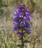 Campanula bononiensis