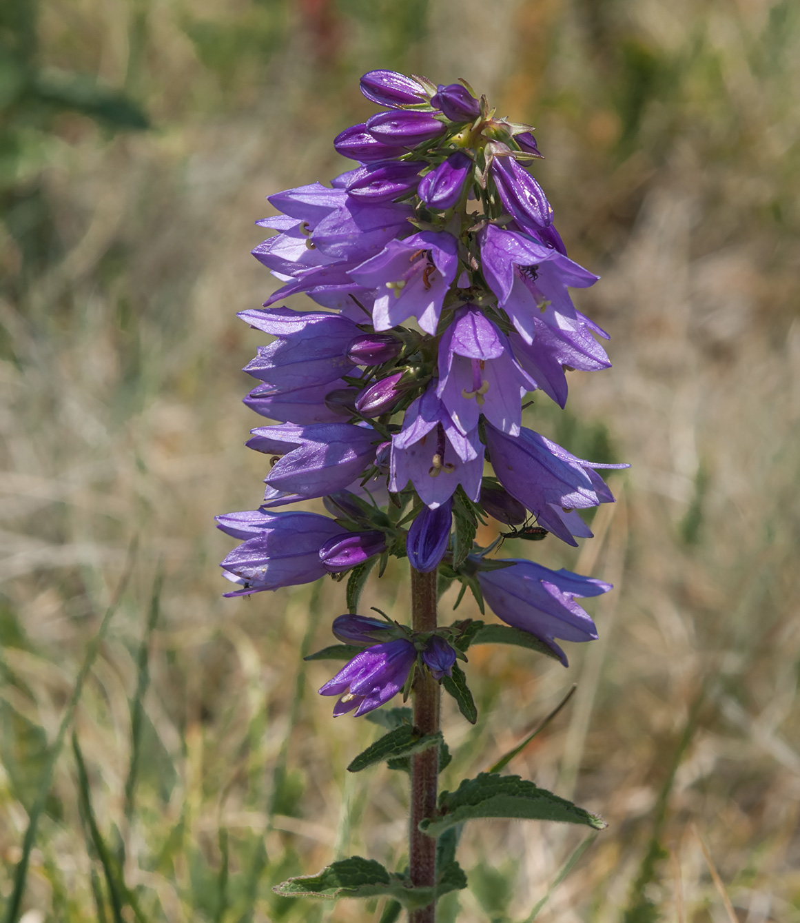 Image of Campanula bononiensis specimen.