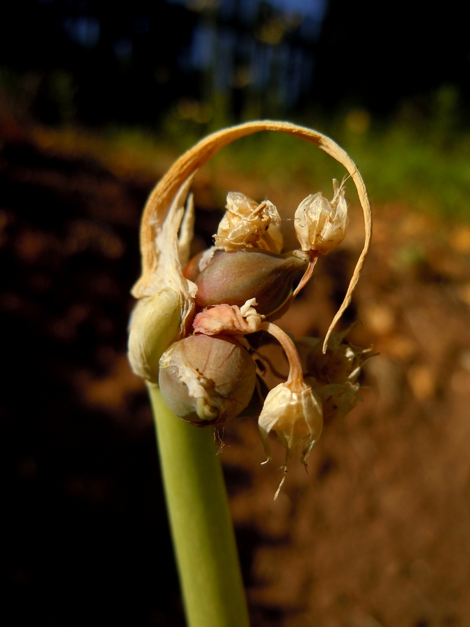 Image of Allium &times; proliferum specimen.