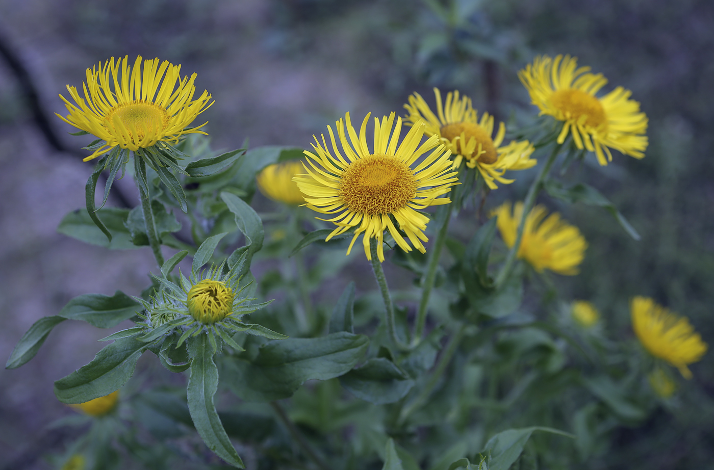 Image of Inula britannica specimen.