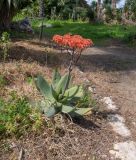 Aloe striata. Цветущее растение. Израиль, Шарон, г. Тель-Авив, ботанический сад \"Сад кактусов\". 14.03.2022.