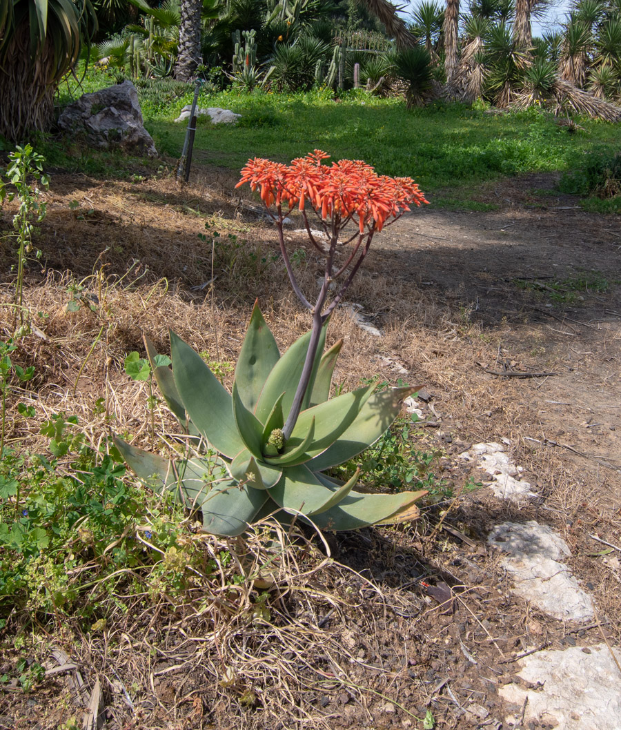 Image of Aloe striata specimen.