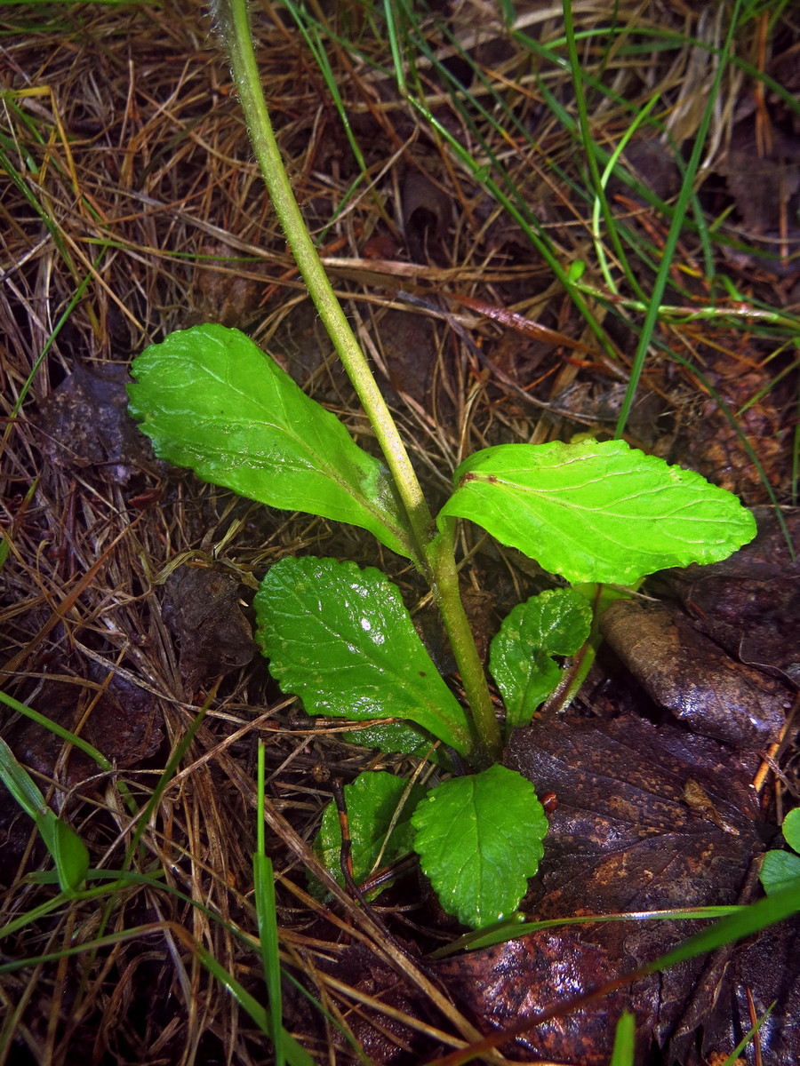 Изображение особи Ajuga reptans.