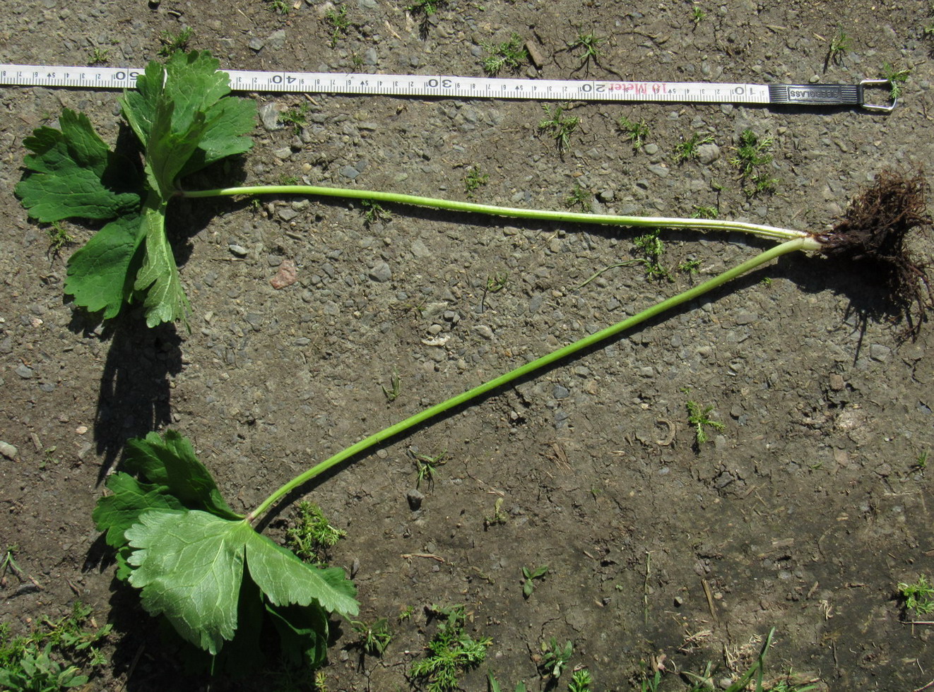 Image of Anemone baicalensis ssp. kebeshensis var. titenkinii specimen.